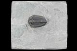 Calymene Niagarensis Trilobite - New York #99039-1